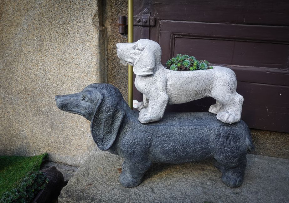 dachshund dog (Magda Ehlers)