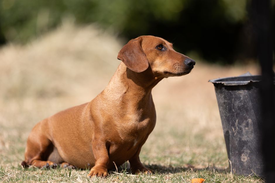 dachshund dog (Julius Weidenauer)